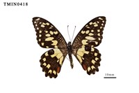 藏品(花鳳蝶)的圖片